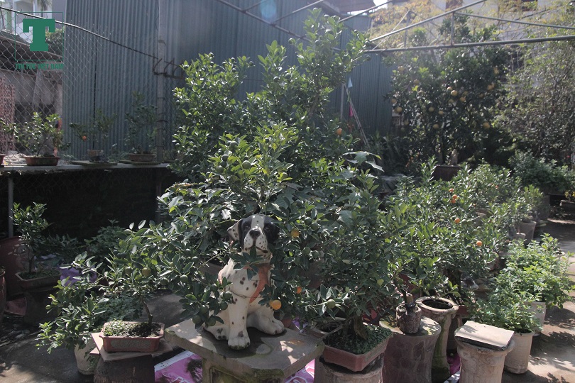 chiem-nguong-heo-vang-cong-quat-bonsai