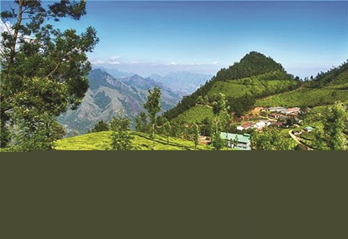 Bí mật loại trà núi Himalaya 