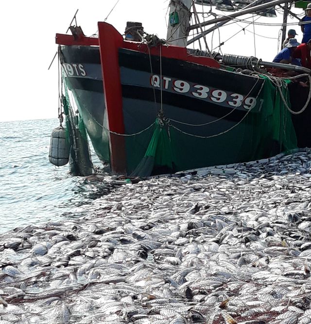Tận mắt nhìn mẻ cá “siêu khủng” 100 tấn trong lưới ngư dân Quảng Trị - 2