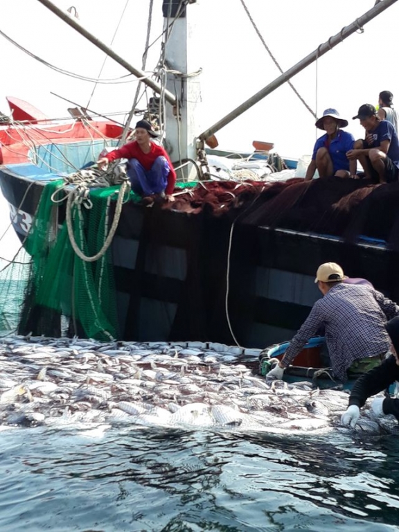 Tận mắt nhìn mẻ cá “siêu khủng” 100 tấn trong lưới ngư dân Quảng Trị - 5