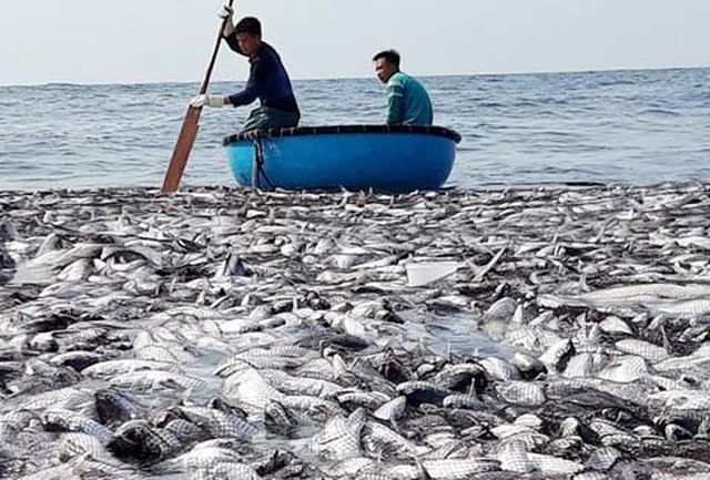 Tận mắt nhìn mẻ cá “siêu khủng” 100 tấn trong lưới ngư dân Quảng Trị - 6