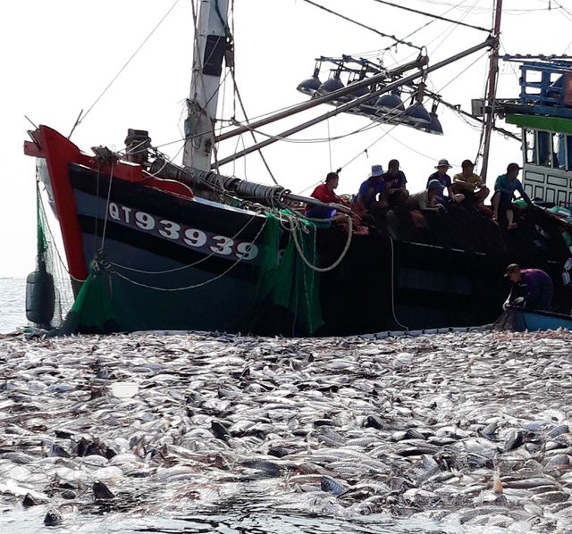 Tận mắt nhìn mẻ cá “siêu khủng” 100 tấn trong lưới ngư dân Quảng Trị - 1
