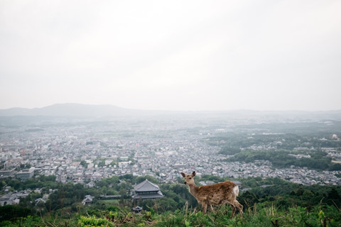 Đến Nhật Bản, ghé thăm thành phố của loài 'nai thần' đặc biệt