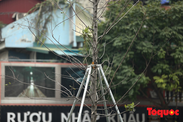 Chủ tịch TP Hà Nội lên tiếng về hàng cây phong trên phố Trần Duy Hưng trơ cành, héo úa
