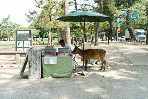 Đến Nhật Bản, ghé thăm thành phố của loài 'nai thần' đặc biệt