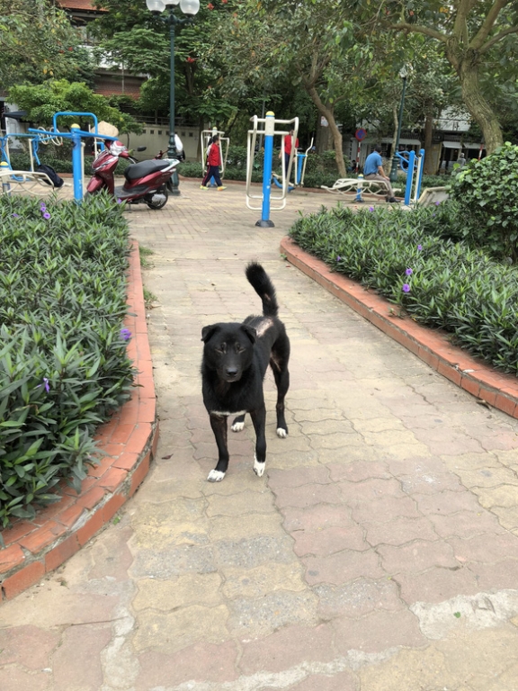 Huấn luyện chó dữ ở… công viên, người đi dạo 'phát khiếp'