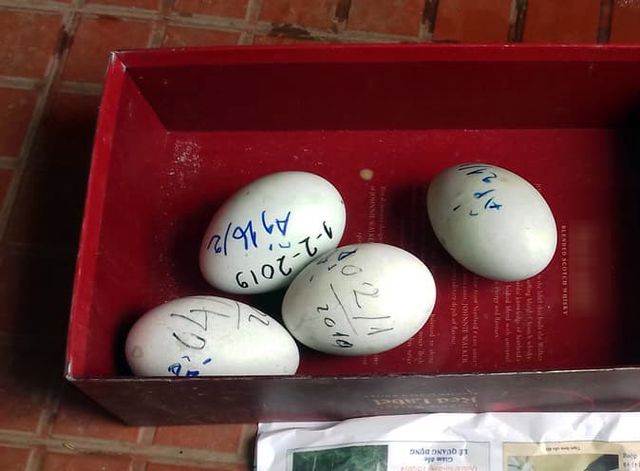 Số trứng đàn thiên nga hồ Thiền Quang đang được ấp. (Ảnh: Dân Trí).