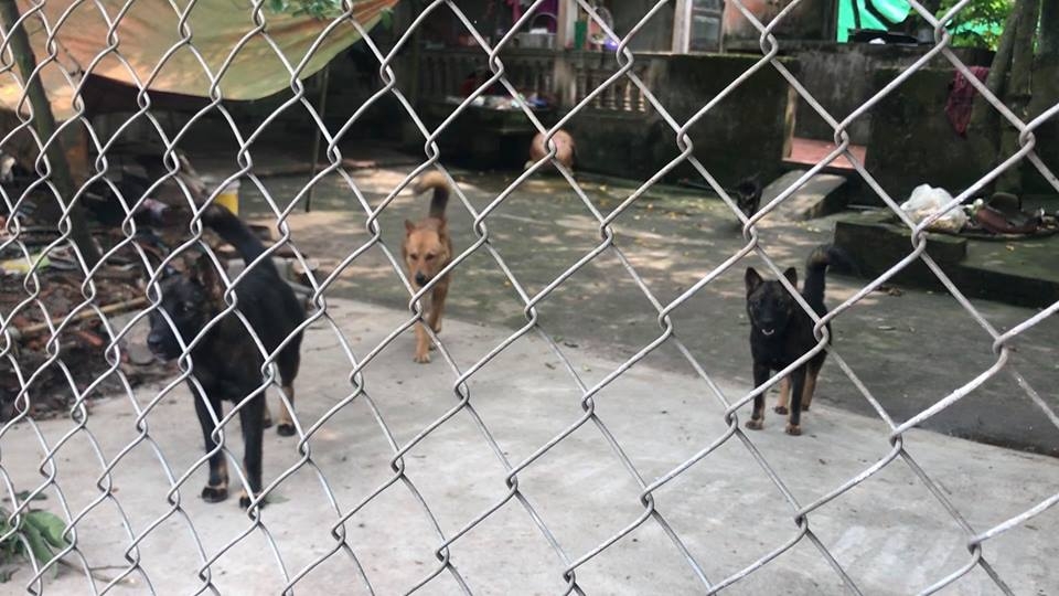 Đàn chó dữ cắn chết bé trai 7 tuổi ở Hưng Yên.