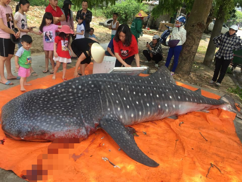 Tổng Cục Thủy Sản khẳng định: Con cá khủng lồ bị ngư dân Sầm Sơn xẻ thịt là cá nhám voi nhám quý hiếm.
