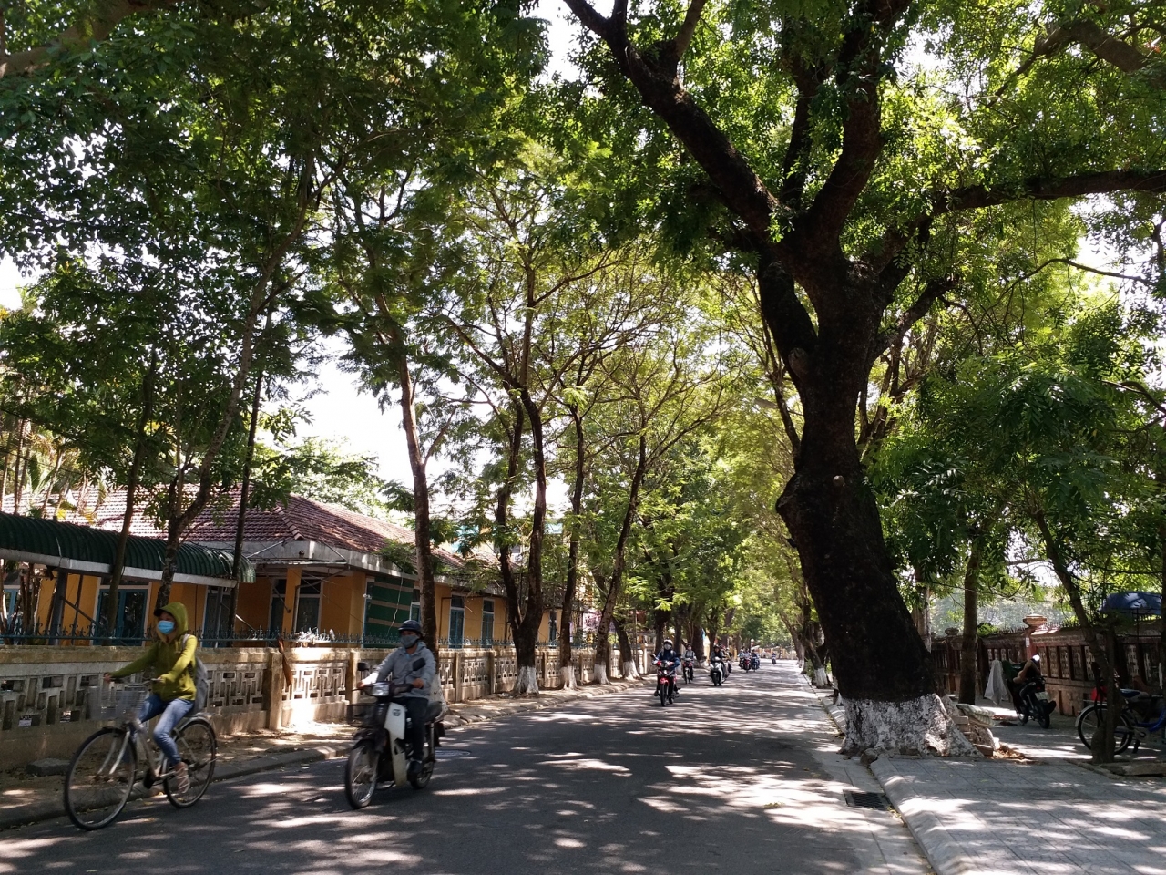 nhung-hang-cay-xanh-co-thu-thanh-noi-cuu-canh-cho-dan-hue