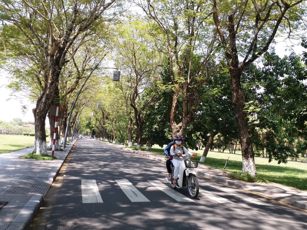 nhung-hang-cay-xanh-co-thu-thanh-noi-cuu-canh-cho-dan-hue
