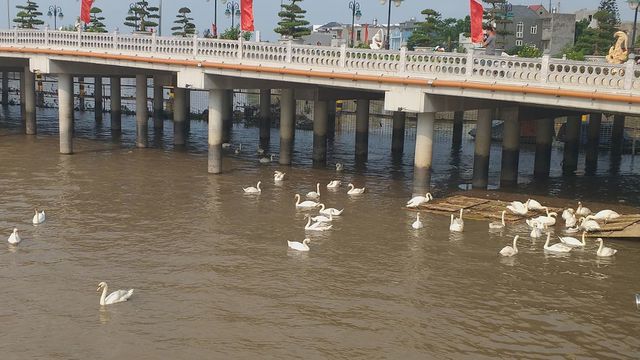 Để đối phó với thời tiết nắng nóng, đàn thiên nga thường di chuyển về khu vực gầm cầu Hoàng Văn Thụ vào ban ngày