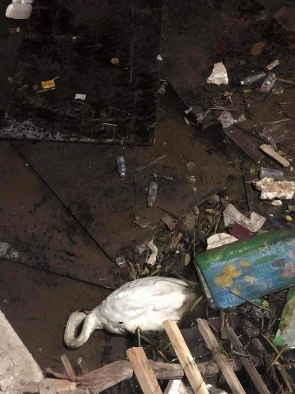 Hình ảnh một con thiên ngan nằm bất động bên đống rác được đăng tải và lan truyền rộng rãi trên mạng xã hội (ảnh FB).