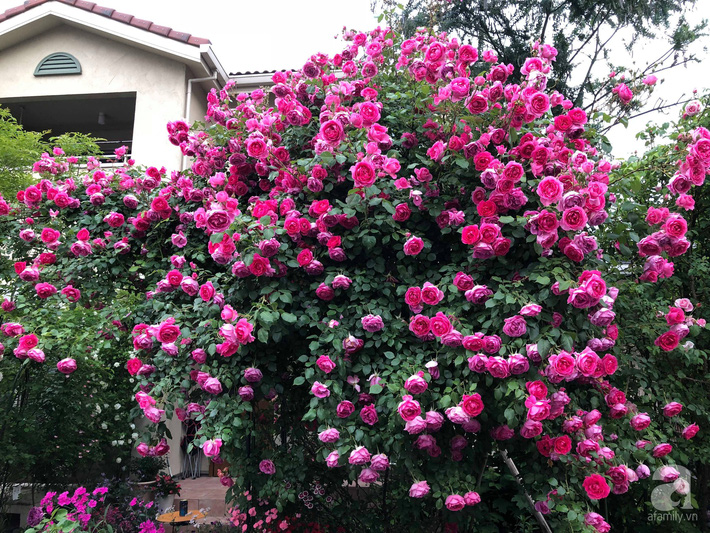 Khu vườn hoa hồng trước nhà đẹp như truyện cổ tích của người đàn ông Việt ở Nhật - Ảnh 11.