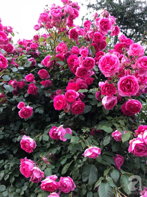 Khu vườn hoa hồng trước nhà đẹp như truyện cổ tích của người đàn ông Việt ở Nhật - Ảnh 9.