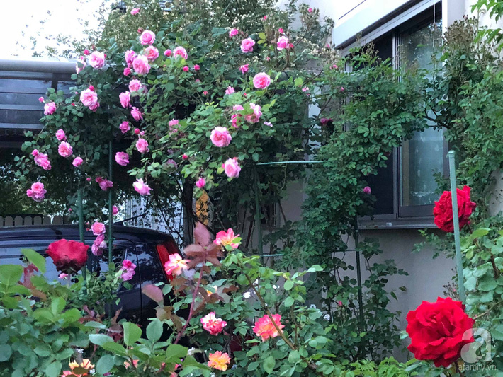 Khu vườn hoa hồng trước nhà đẹp như truyện cổ tích của người đàn ông Việt ở Nhật - Ảnh 7.