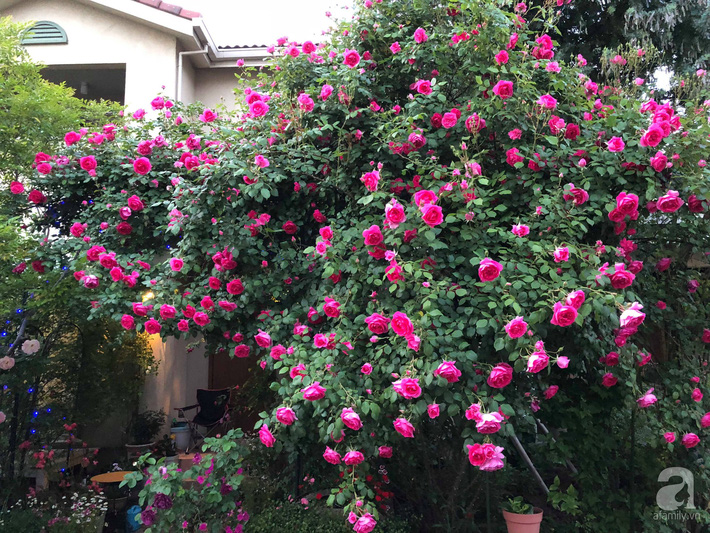 Khu vườn hoa hồng trước nhà đẹp như truyện cổ tích của người đàn ông Việt ở Nhật - Ảnh 4.