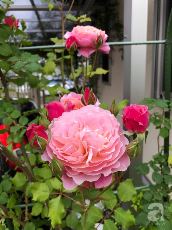 Khu vườn hoa hồng trước nhà đẹp như truyện cổ tích của người đàn ông Việt ở Nhật - Ảnh 15.