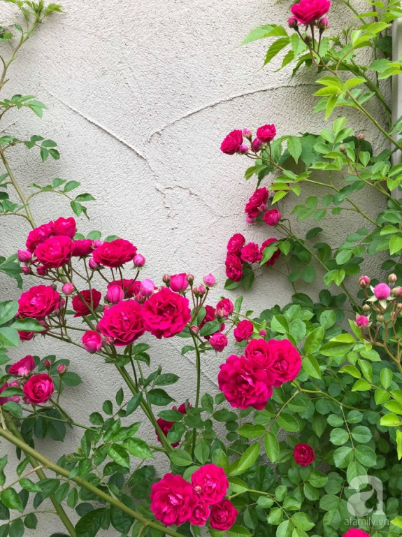 Khu vườn hoa hồng trước nhà đẹp như truyện cổ tích của người đàn ông Việt ở Nhật - Ảnh 14.