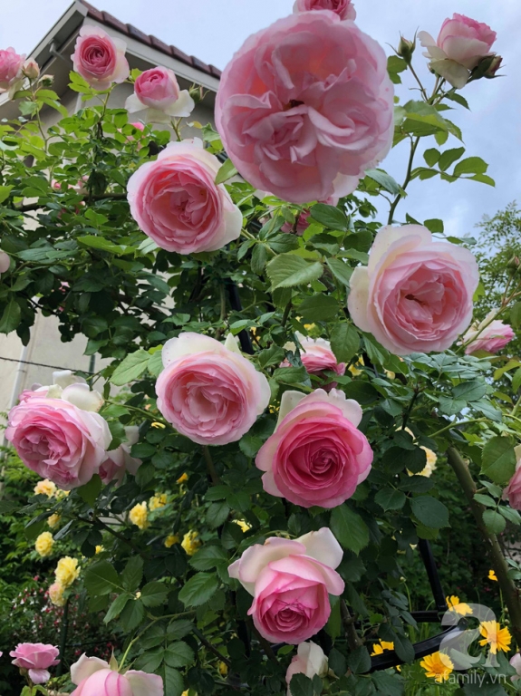 Khu vườn hoa hồng trước nhà đẹp như truyện cổ tích của người đàn ông Việt ở Nhật - Ảnh 12.