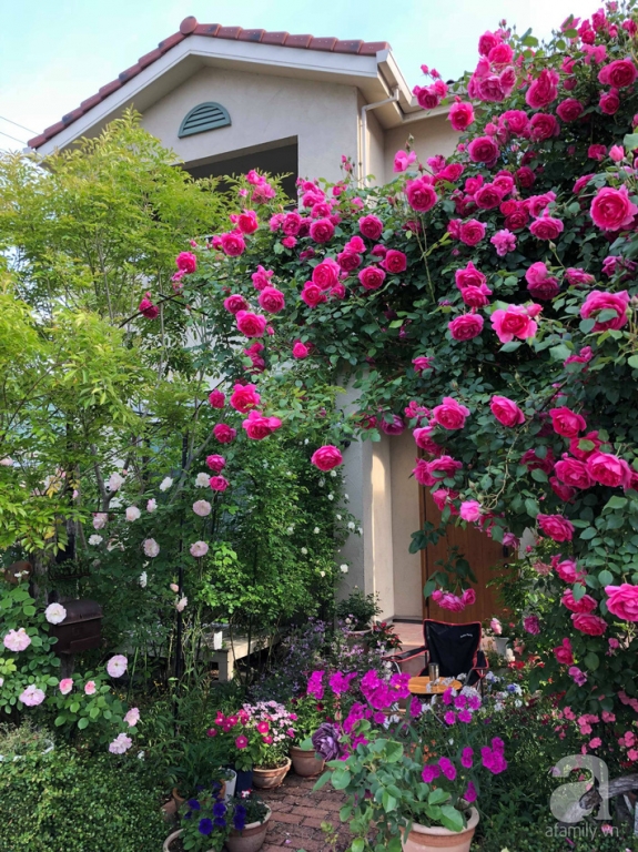 Khu vườn hoa hồng trước nhà đẹp như truyện cổ tích của người đàn ông Việt ở Nhật - Ảnh 2.