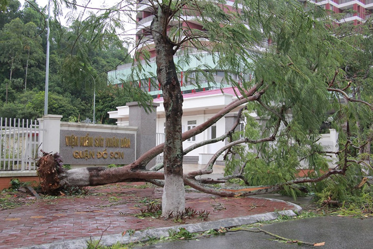 Đường phố tại Hải Phòng ngổn ngang cây xanh gãy đổ sau khi bão số 2 càn quét qua.