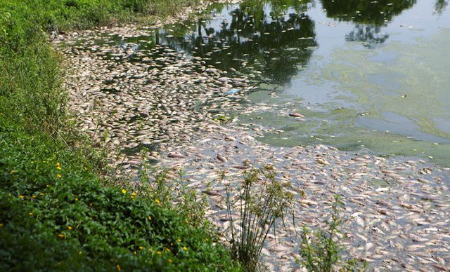 Hà Nội: Cá chết hàng loạt bốc mùi nồng nặc ở hồ Yên Sở