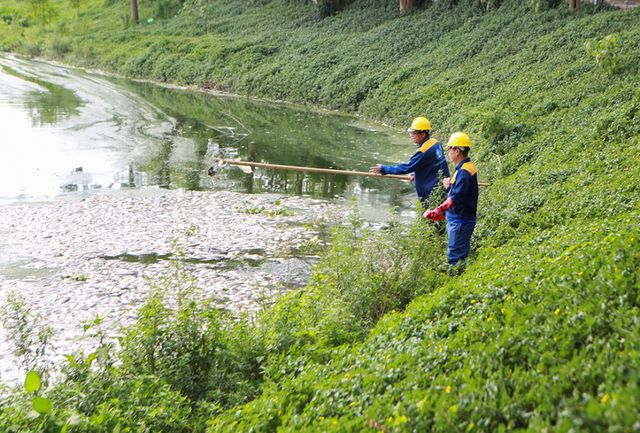 Hà Nội: Cá chết hàng loạt bốc mùi nồng nặc ở hồ Yên Sở