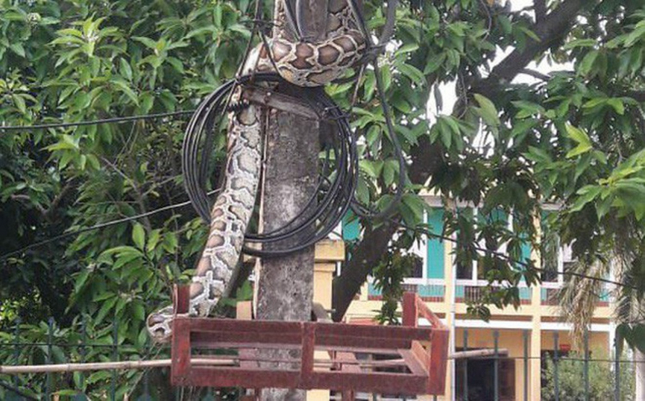 Hình ảnh con trăn khủng nằm vắt vẻo trên cột điện ở Phú Thọ. (Ảnh: MH).