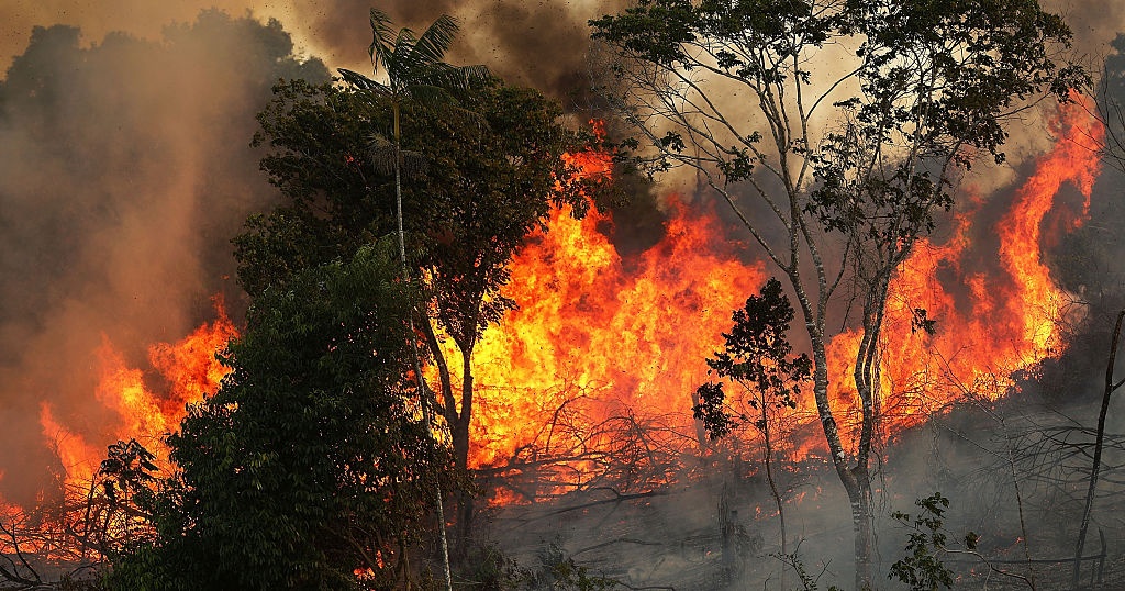 Cháy rừng Amazon đang gia tăng.