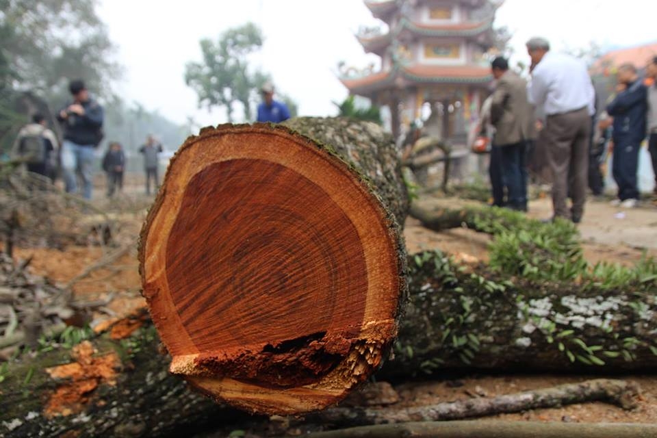 Người dân Phụ Chính cho rằng số gỗ sưa này từng được trả giá 100 tỷ đồng. (Ảnh: Nguyễn Nam).
