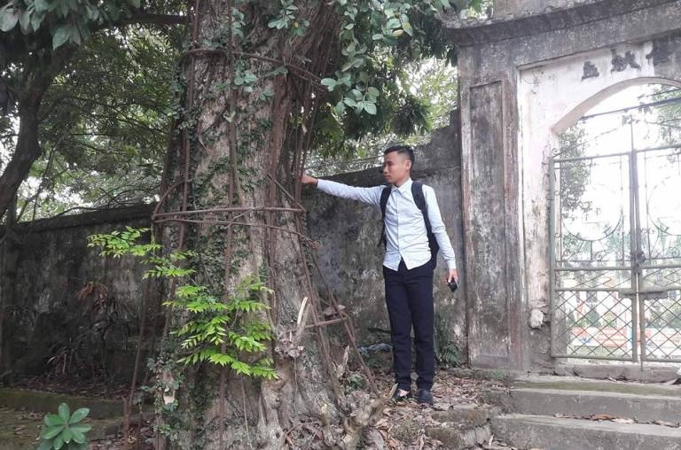 Cây gỗ sưa trăm tỷ ở đình làng Phụ Chính trước khi bị chặt hạ. (Ảnh: Nguyễn Nam).