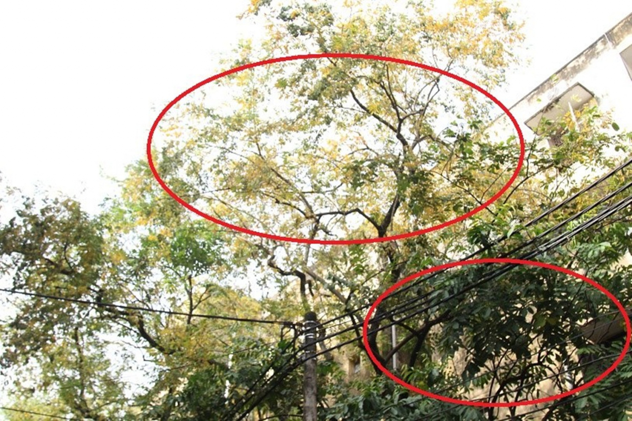 Chỉ có 3 cây sưa đỏ xuất hiện hiện tượng rụng lá, ngọn úa vàng.