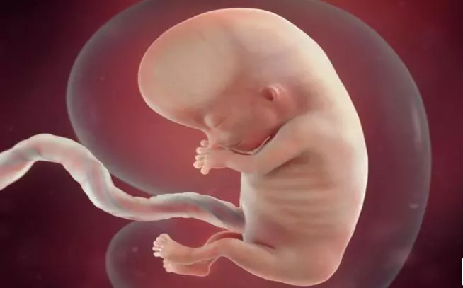 Sự phát triển của thai nhi tuần 12: Em bé mới bằng củ hành.