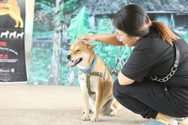 Chú chó thuần Nhật được chọn vào vai Cậu Vàng. 