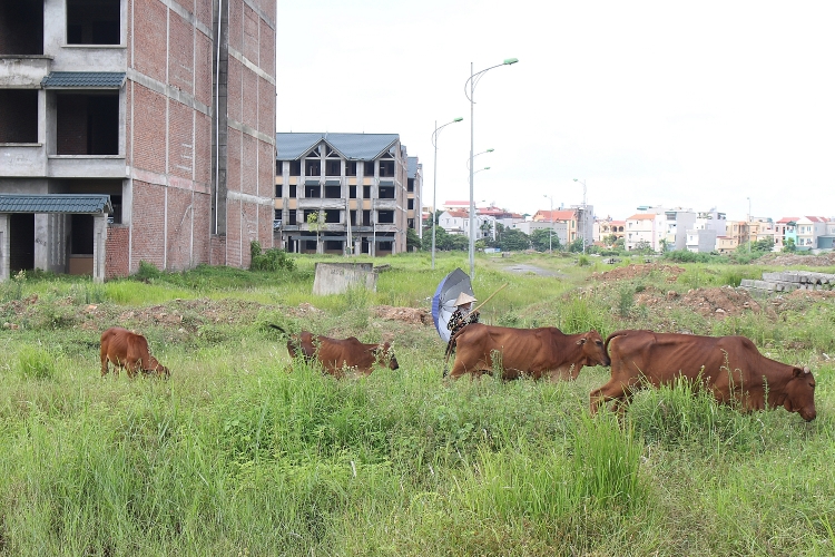 Khu đô thị Kim Chung - Di Trạch (Hoài Đức - Hà Nội) thành nơi chăn thả trâu bò nhưng Vietracimex vẫn được Hà Nội giao dự án làm nhà ở Sóc Sơn. (Ảnh: PTT).