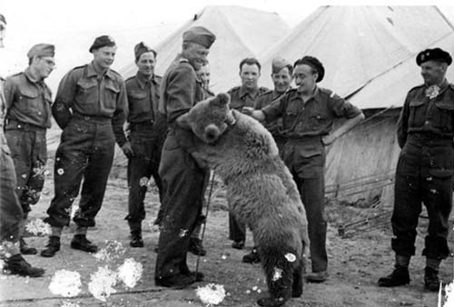 Chú gấu được phong hàm hạ sĩ, thích uống bia, biết khuân vác vũ khí