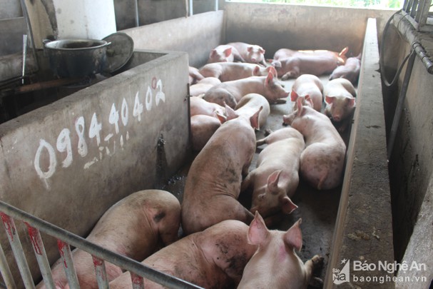 Bị phạt 5 triệu đồng vì vận chuyển 31 con lợn không rõ nguồn gốc