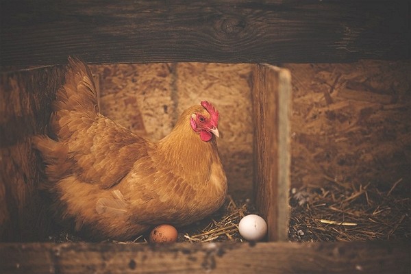 Quả trứng có trước con gà?