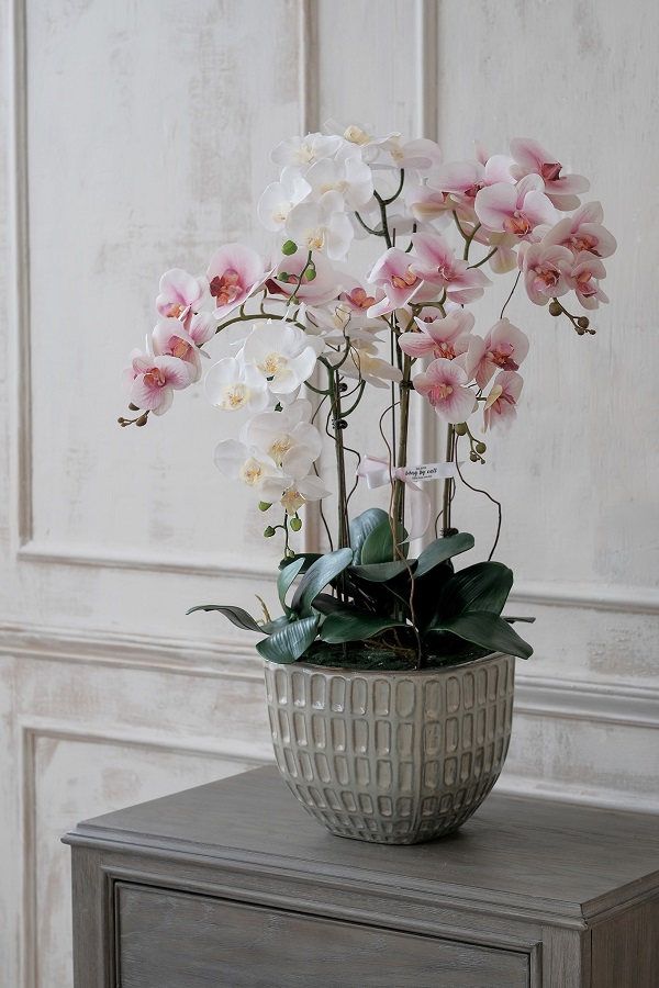 Hoa lan là một trong những loài hoa này sở hữu vẻ đẹp thanh cao, sang trọng tượng trưng cho sắc đẹp, sự khâm phục, ngưỡng mộ và lòng biết ơn.