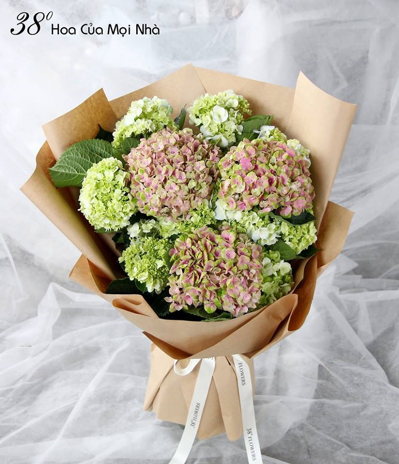 Hoa cẩm tú cầu bông lớn, có màu sắc đa dạng và thanh nhã