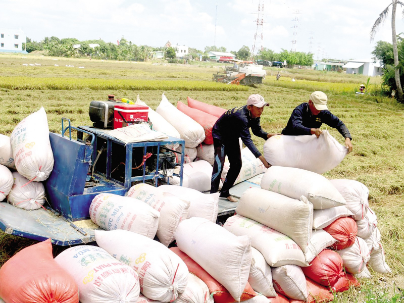 Phó Thủ tướng kết luận về xuất khẩu gạo: Cho phép tạm ứng hạn gạch 100.000 tấn. (Ảnh minh họa).