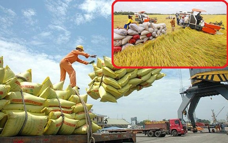 Xuất khẩu gạo hiện nay đang có nhiều lùm xùm gây xôn xao dư luận.