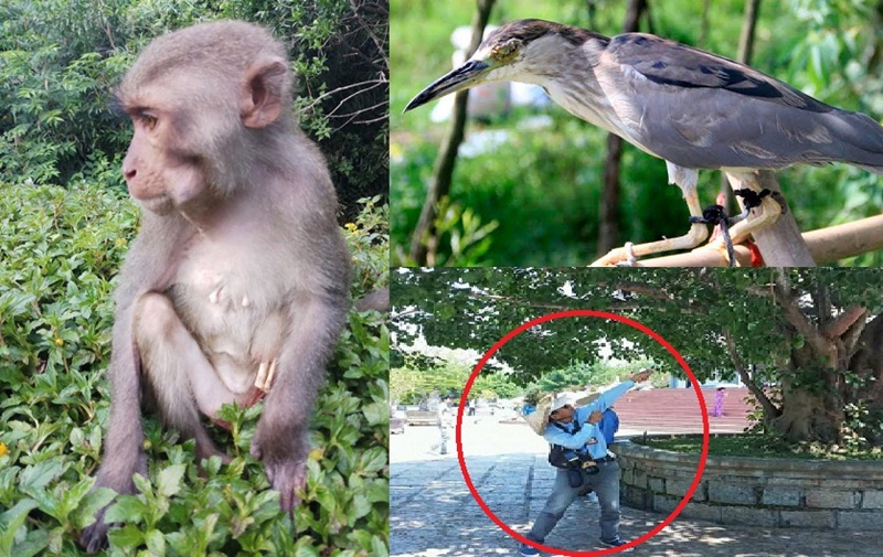 Hình ảnh những chú khỉ bị thương, cò bị khâu mắt khiến cộng đồng xót xa.