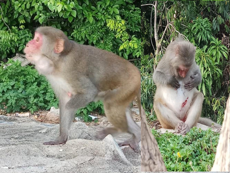 Hình ảnh những chú khỉ cụt tay chân, bị thương tích đầy mình ở Sơn Trà được chị Bình ghi lại.
