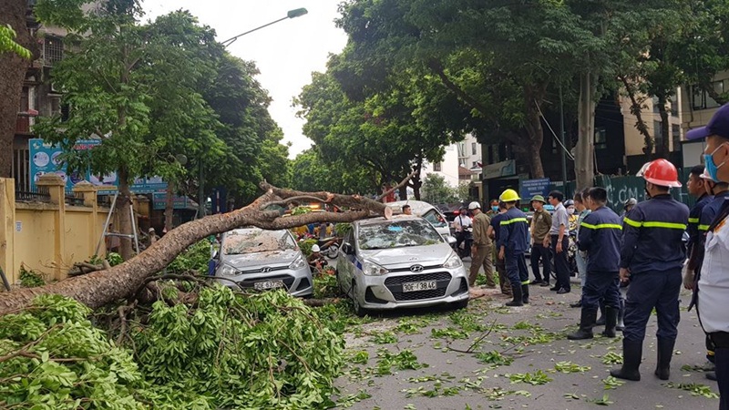 Hiện trường vụ cây xà cừ cổ thụ đổ đè 3 chiếc ô tô tại Hà Nội.