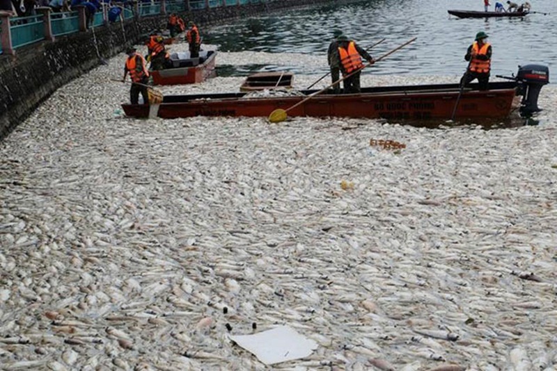 Sau khi hơn 200 tấn cá bị chết hàng loạt ở Hồ Tây, Hà Nội cũng sử dụng hóa chất sinh học Redoxy-3C để làm sạch.