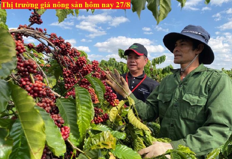 Thị trường giá nông sản hôm nay 27/8, giá tiêu, giá cà phê mới nhất.