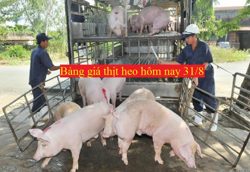 Bảng giá thịt heo hôm nay 31/8: Lợn hơi giảm dưới 80.000 đồng/kg.