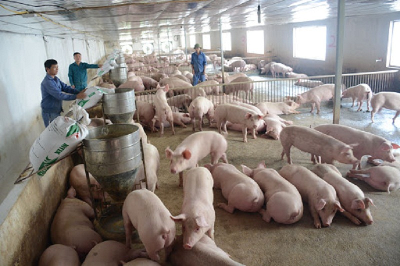 Giá lợn hơi hôm nay 1/9 giảm xuống dưới 79.000 đồng/kg.